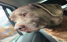 Labrador Retriever dogs for stud: Hugo The Silver Labrador - Image 6