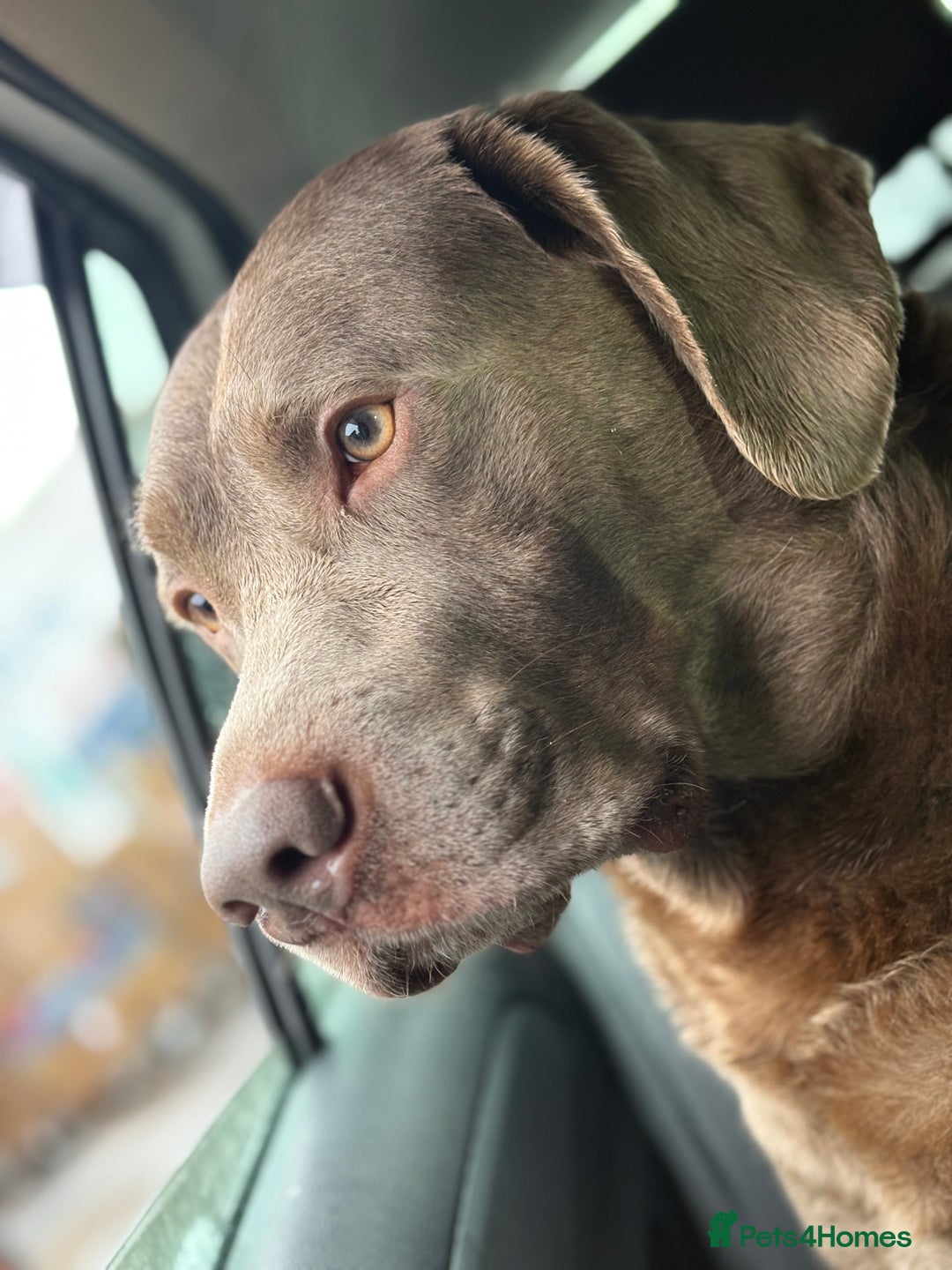 Labrador Retriever dogs for stud: Hugo The Silver Labrador - Image 6