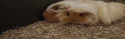 Guinea Pig rodents for sale: Pure bred Peruvian boars, father & son - Advert 2