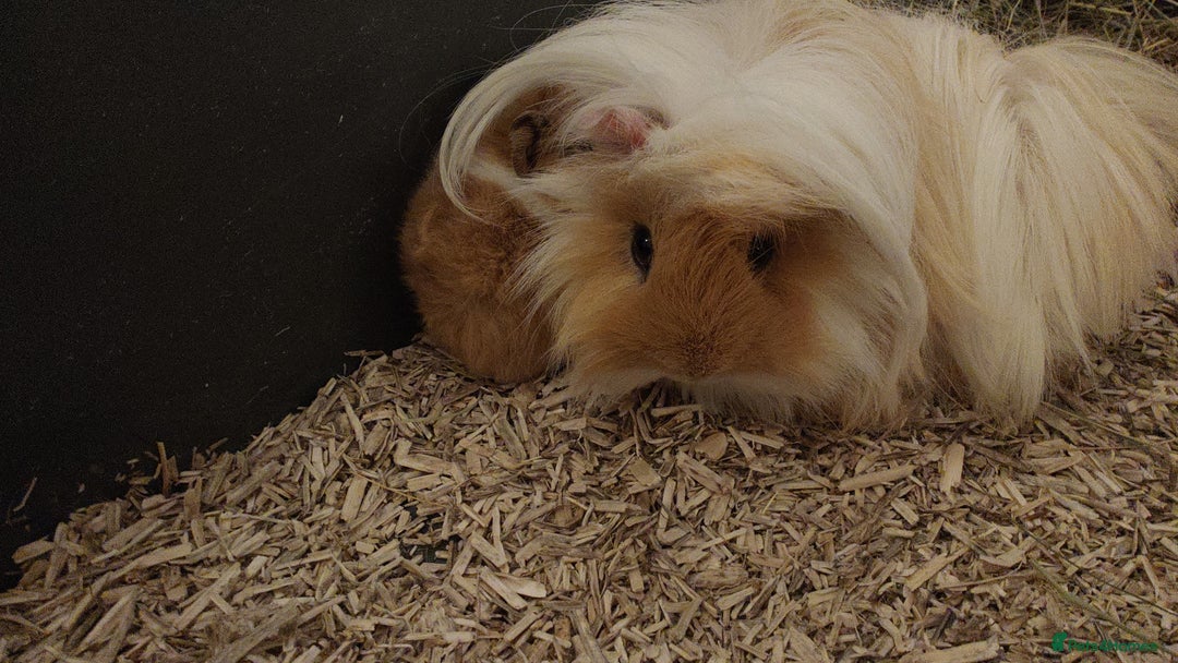 Guinea Pig rodents for sale: Pure bred Peruvian boars, father & son - Advert 2