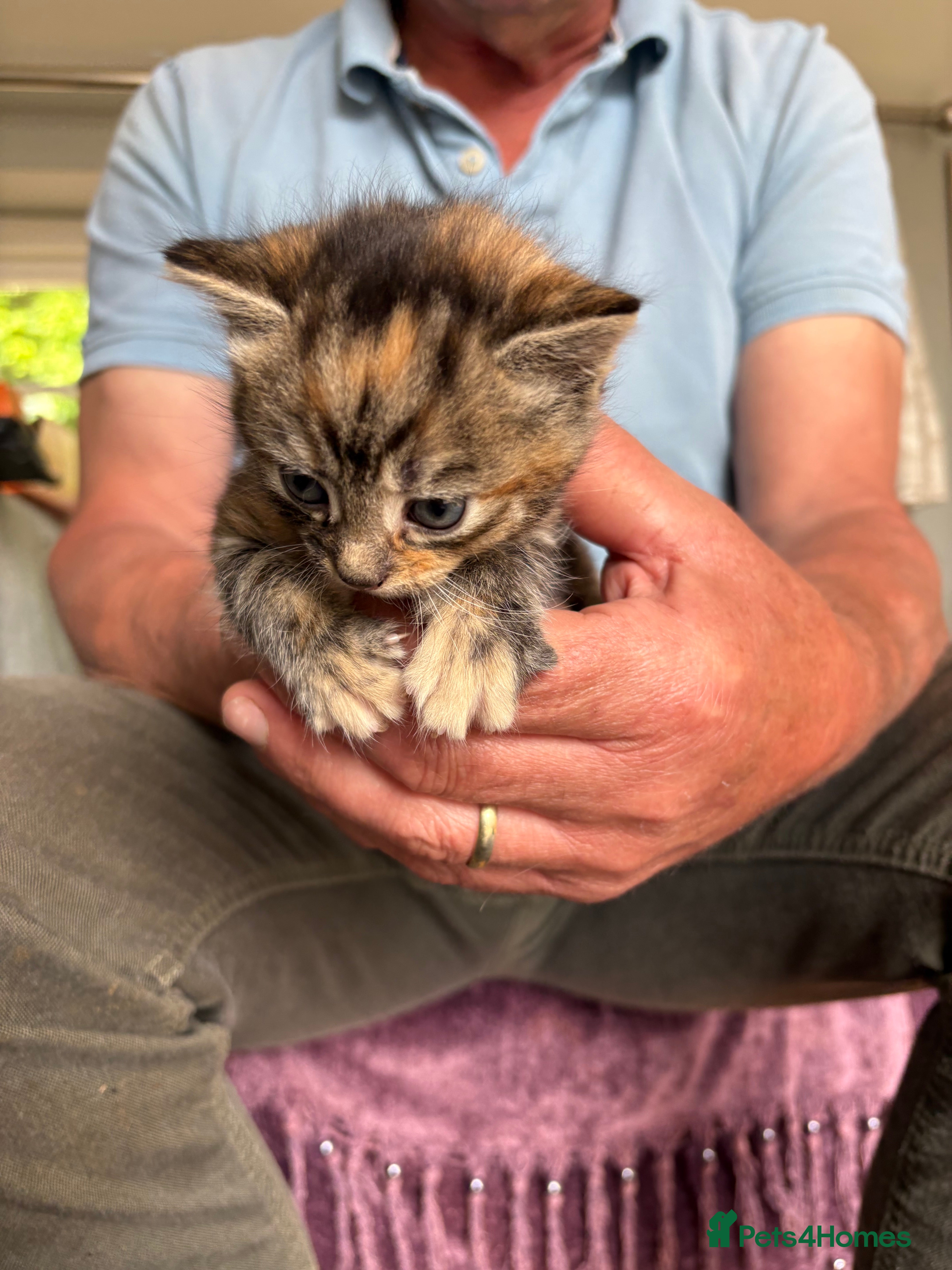 Mixed Breed cats Gorgeous kittens - Advert 1