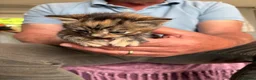 Mixed Breed cats for sale: Gorgeous kittens - Advert 1
