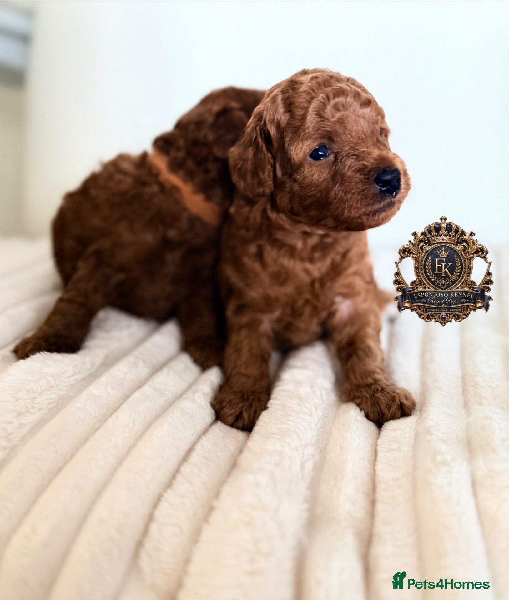 Toy Poodle dogs 5⭐️licensed ESPONJOSO tiny Half Asian Toy Poodle👑 - Advert 5
