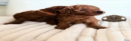 Toy Poodle dogs for sale: 5⭐️licensed ESPONJOSO tiny Half Asian Toy Poodle👑 - Advert 4