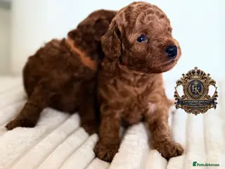 Toy Poodle dogs 5⭐️licensed ESPONJOSO tiny Half Asian Toy Poodle👑 - Advert 5
