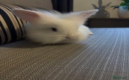 Lionhead rabbits for sale: Beautiful fluffy bunnies - Image 5