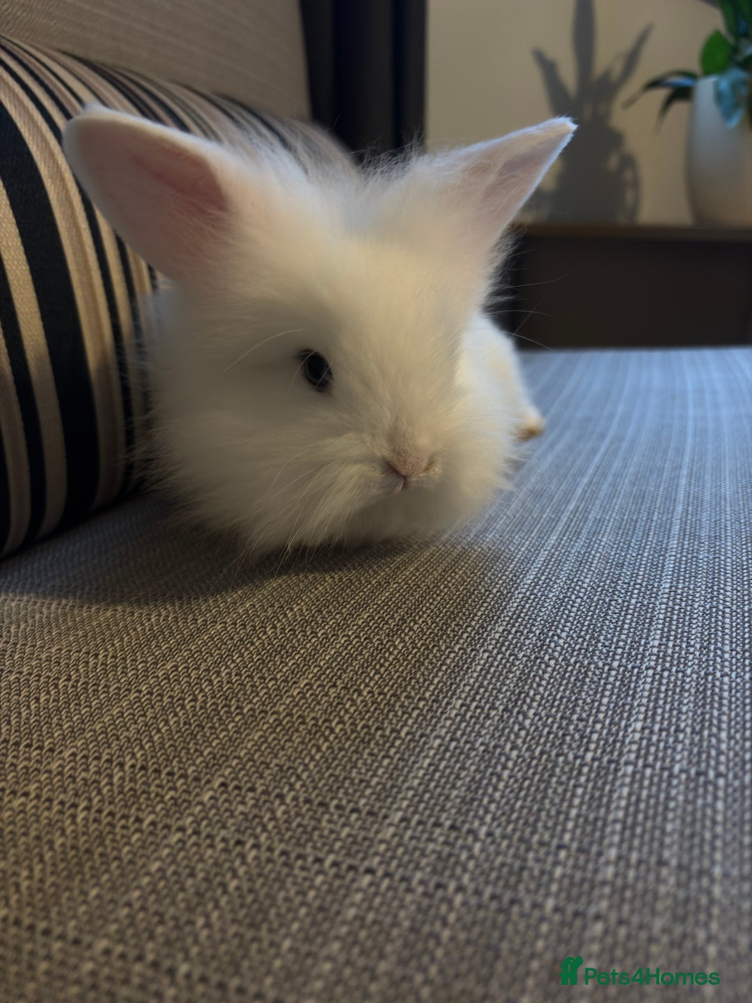 Lionhead rabbits for sale: Beautiful fluffy bunnies - Image 5