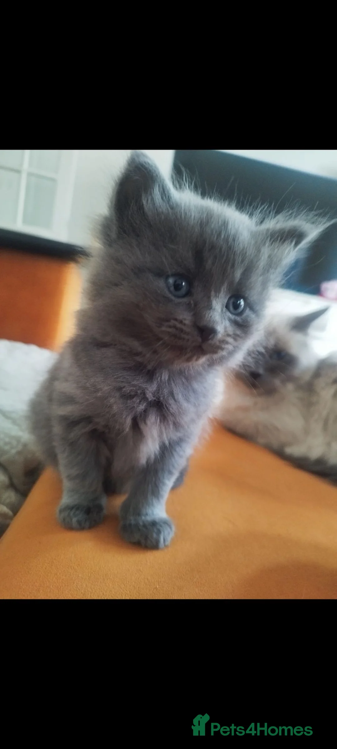 Ragdoll cats for sale: Ragdoll British short hair  - Advert 1