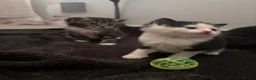 Mixed Breed cats for sale: Beautiful kittens  - Advert 4