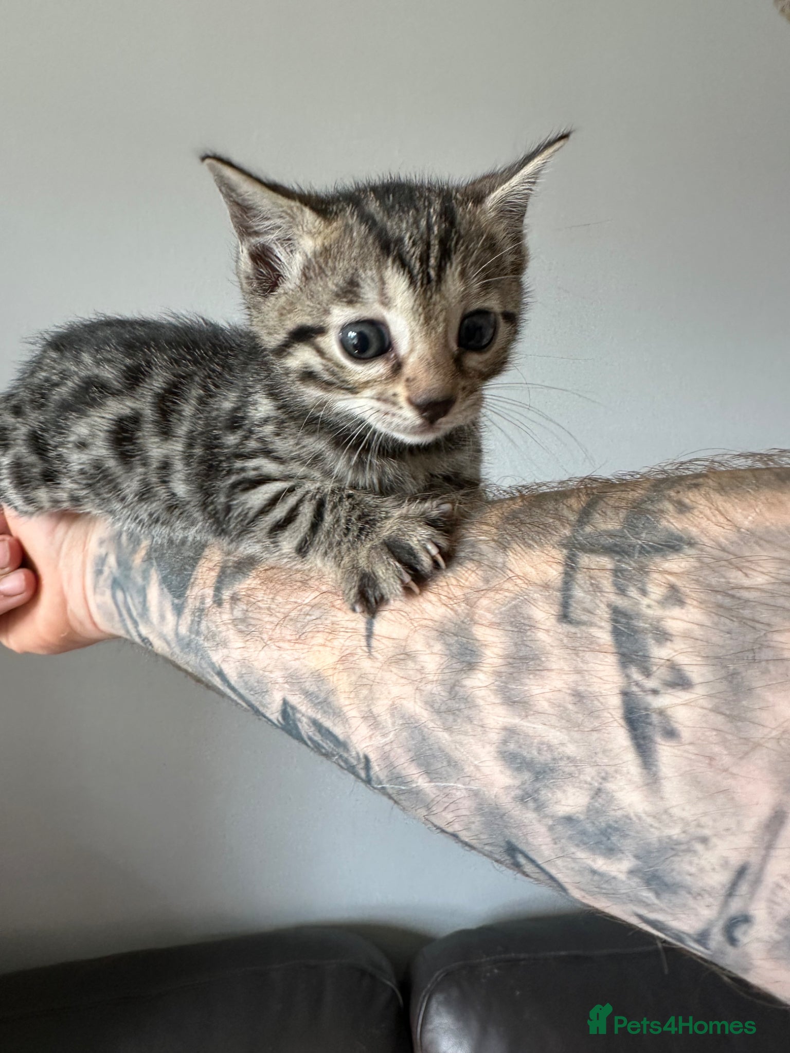 Bengal cats We have two Bengal kittens for sale - Advert 10