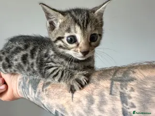 Bengal cats We have two Bengal kittens for sale - Advert 10