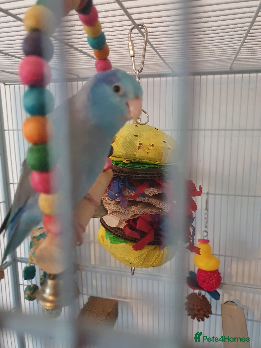 Parrots birds for sale: Pacific parrolett pocket parrot  - Advert 2