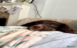 Cocker Spaniel dogs for sale: Beautiful Working Cockers Fully Health Tested  - Image 11