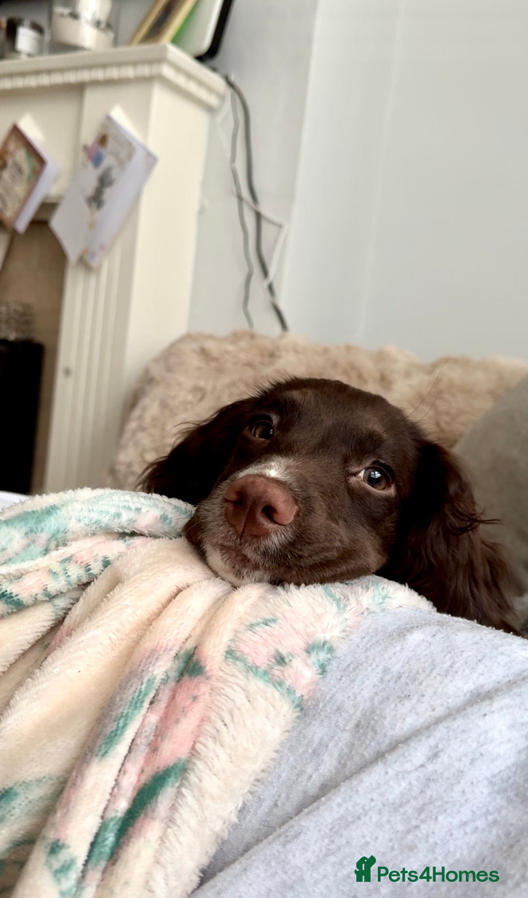 Cocker Spaniel dogs for sale: Beautiful Working Cockers Fully Health Tested  - Image 11