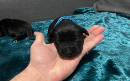 Mixed Breed dogs for sale: 🐶 Stunning German Shepmatian × Rottweiler Puppies - Image 7