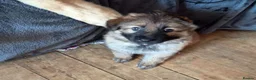 German Shepherd dogs for sale: READY NOW 3 female super KC registered GSD puppies - Advert 28