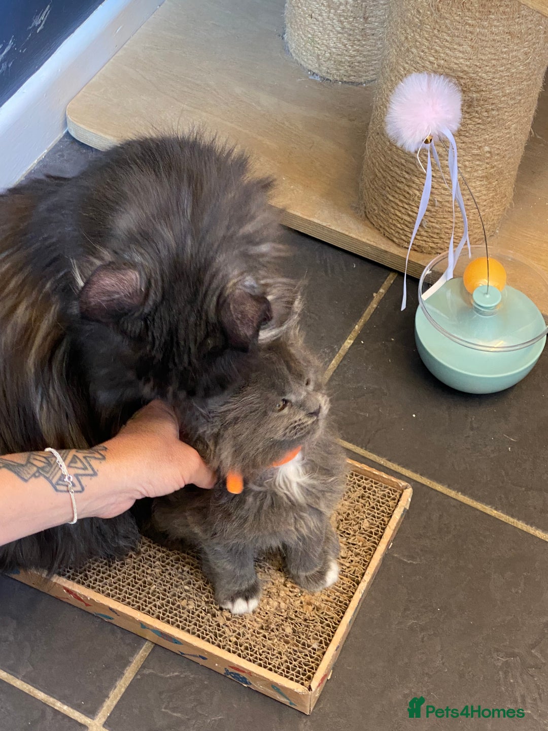 Maine Coon cats for sale: Maine coon - Image 9