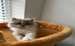 British Shorthair cats for sale: 🐻 Beautiful Teddy Bear BSH and BLH 🐻 - Image 13
