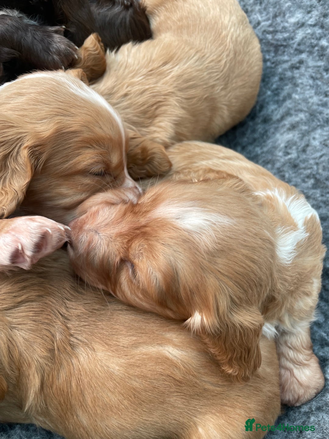 Cocker Spaniel dogs for sale: Working cocker spaniel pups  - Advert 3