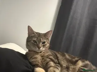 Mixed Breed cats Beautiful litter of kittens - Advert 8