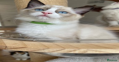 Ragdoll cats - Advert 3