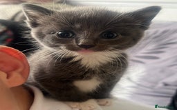 Mixed Breed cats for sale: Mixed breed kittens for sale  - Image 2