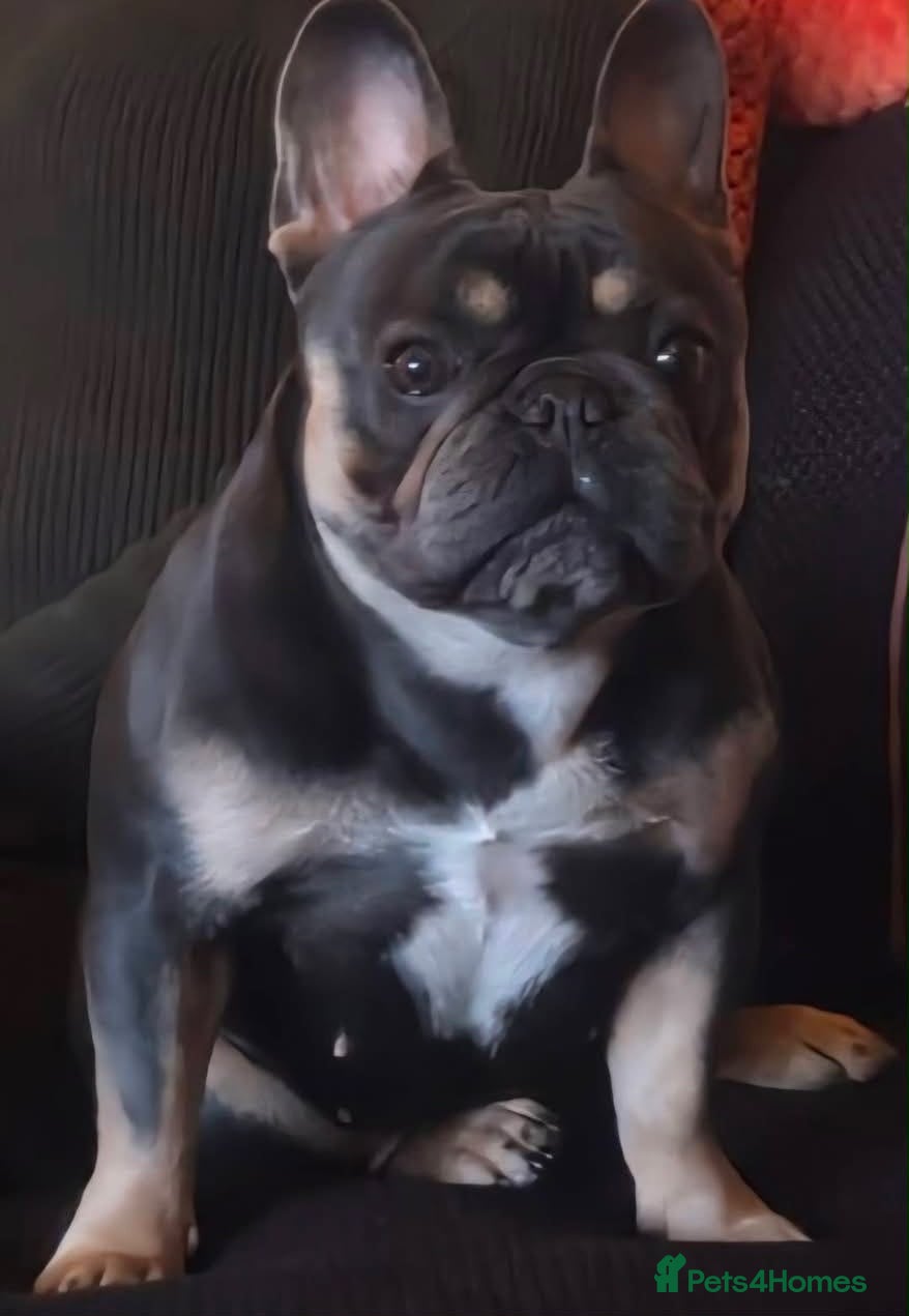 French Bulldog dogs Beautiful female frenchie  - Advert 4