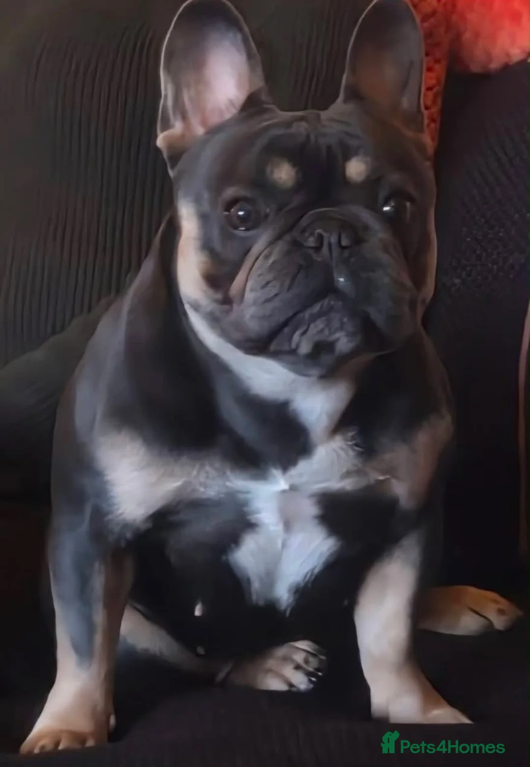 French Bulldog dogs for sale: Beautiful female frenchie  - Advert 1