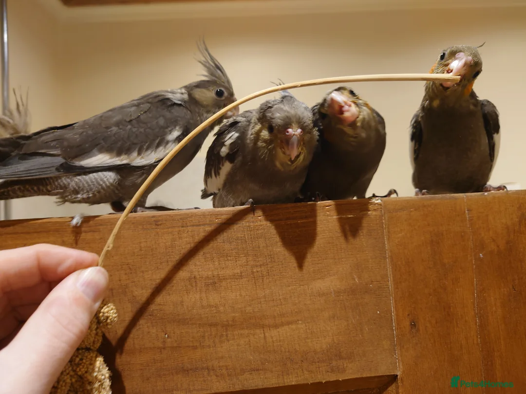 Cockatiels birds for sale: Silly tame hand reared cockatiels for rehoming in Ayr - Advert 2