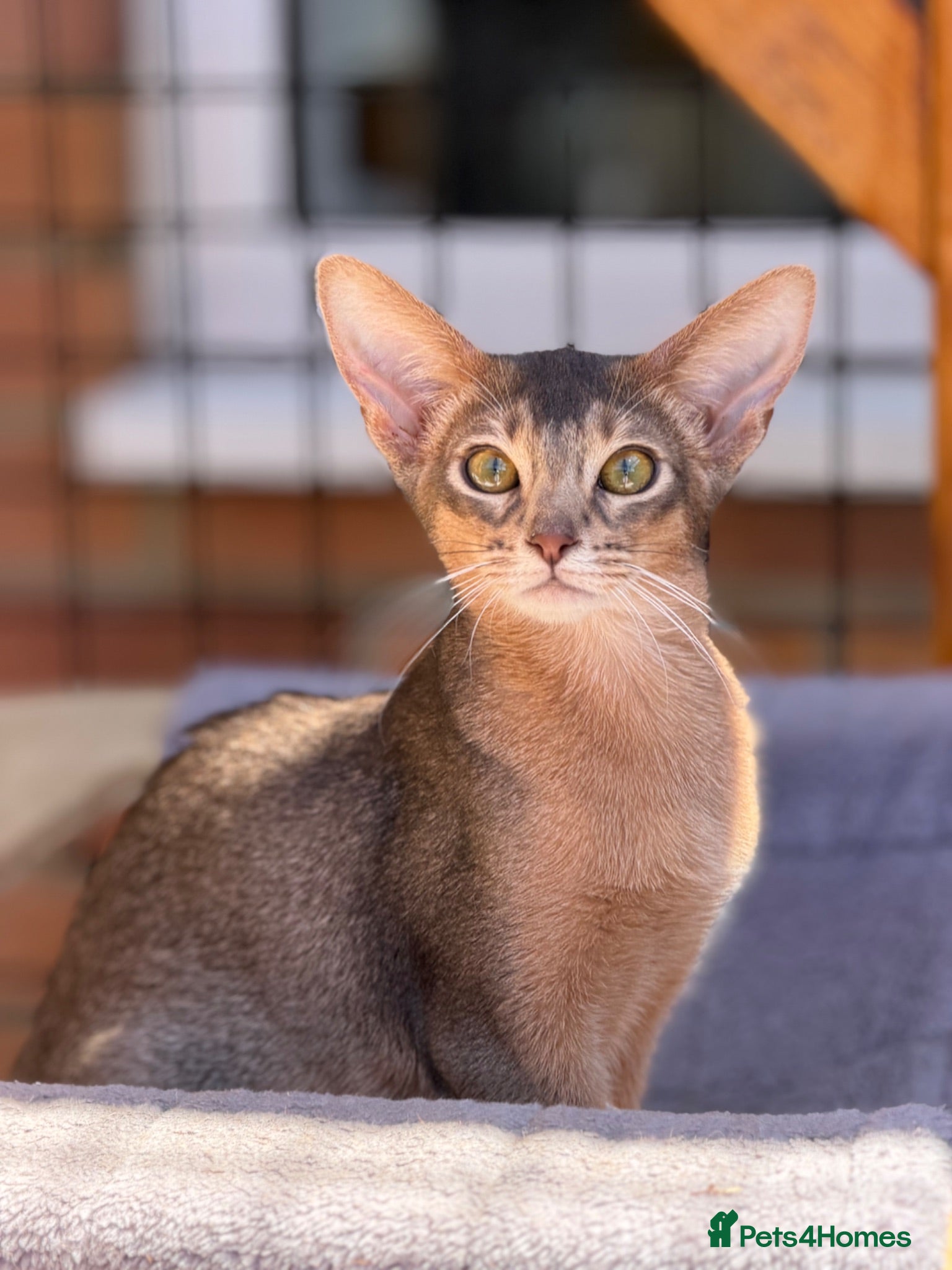 Abyssinian cats     Gorgeous kittens from champion parents 😽 - Advert 5