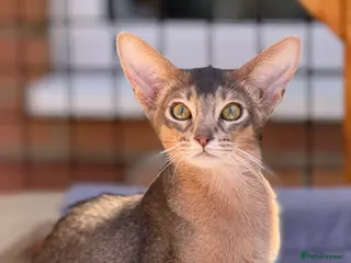 Abyssinian cats Gorgeous kittens from champion parents 😽 - Advert 5