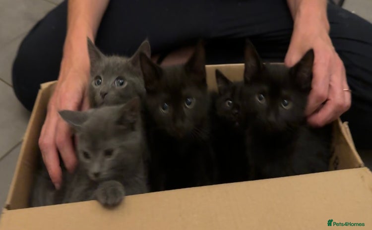 Mixed Breed cats - Advert 5