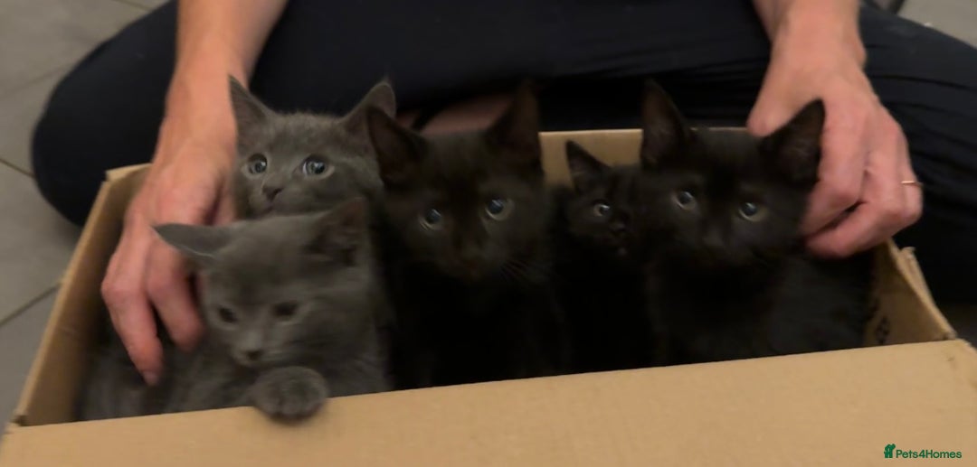 Mixed Breed cats for sale: 3 Black Boys, 1 Grey Girl and 1 Grey Boy Kittens - Image 1