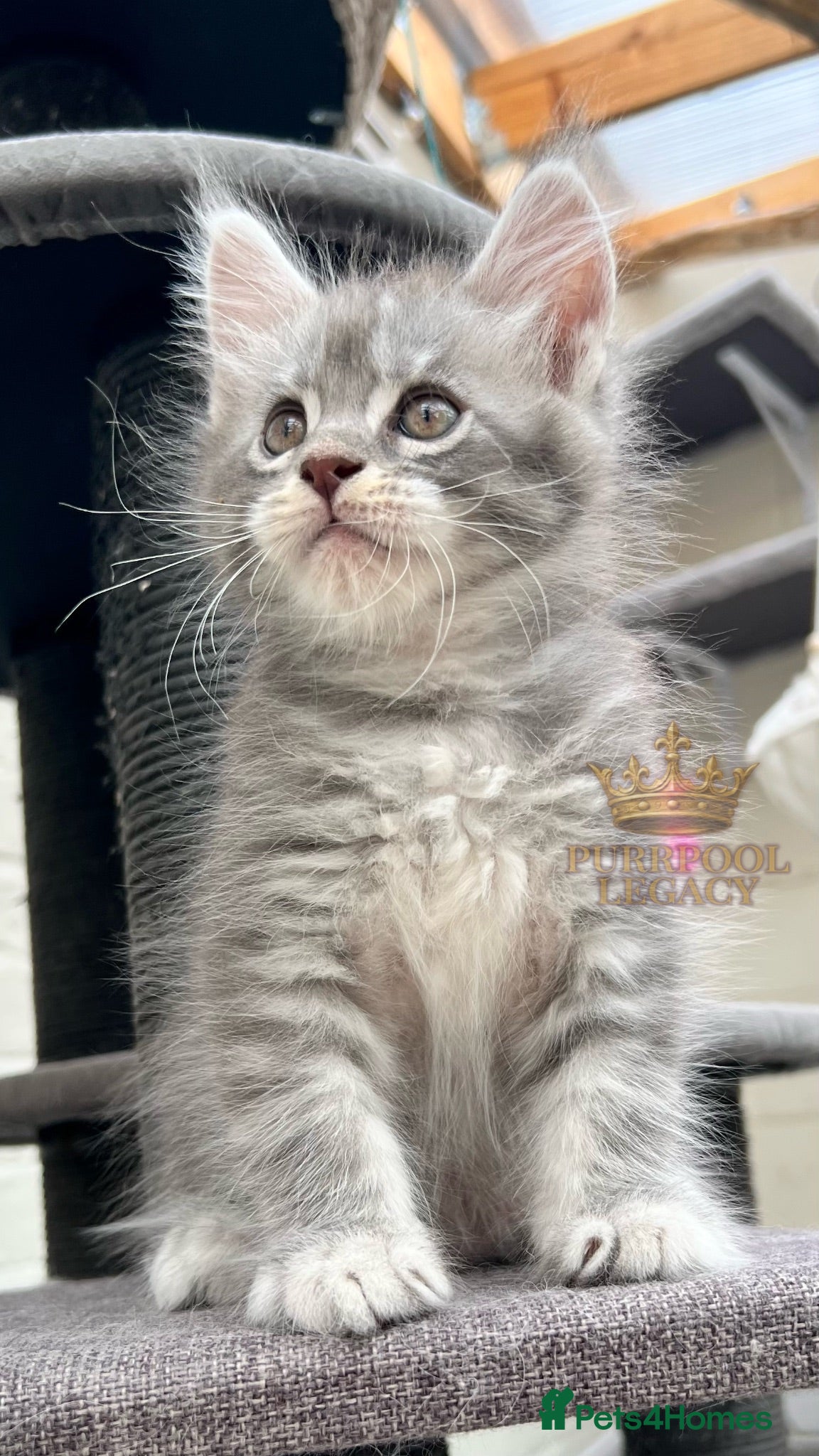 Maine Coon cats TICA registred Maine coon kittens. Rare colours  - Advert 1