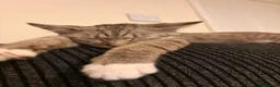 Mixed Breed cats for sale: Rueben  - Advert 8