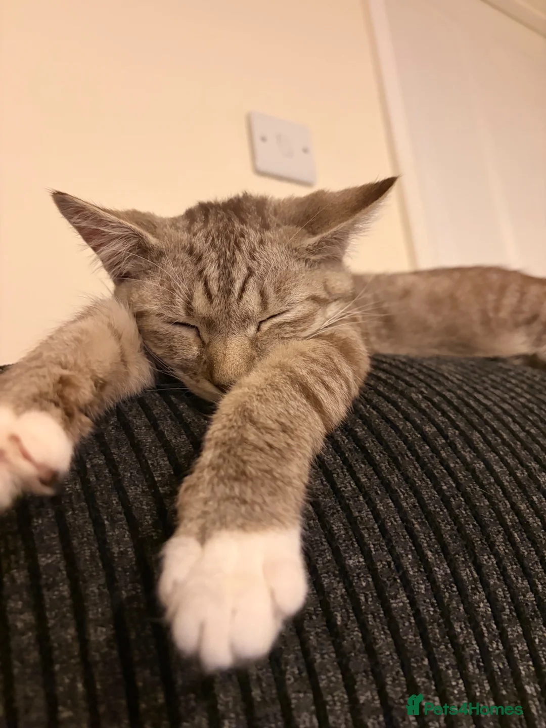 Mixed Breed cats for sale: Rueben  - Advert 8