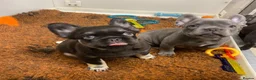 French Bulldog dogs for sale: French Bulldog puppies - Advert 17