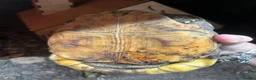 Tortoise reptiles for sale: Bells hingeback tortoise in Leeds - Advert 15