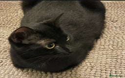 Bombay cats for sale: Black cat for sale  - Image 7