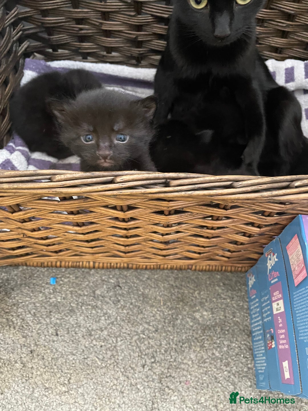 Mixed Breed cats for sale: Kittens for sale ready to leave  - Image 8