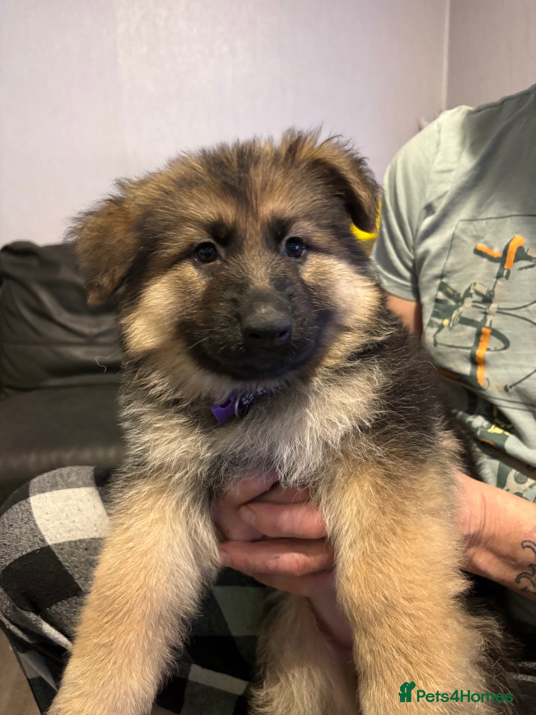Mixed Breed dogs for sale: 4 stunning German shepherd pups for sale ready now - Advert 20