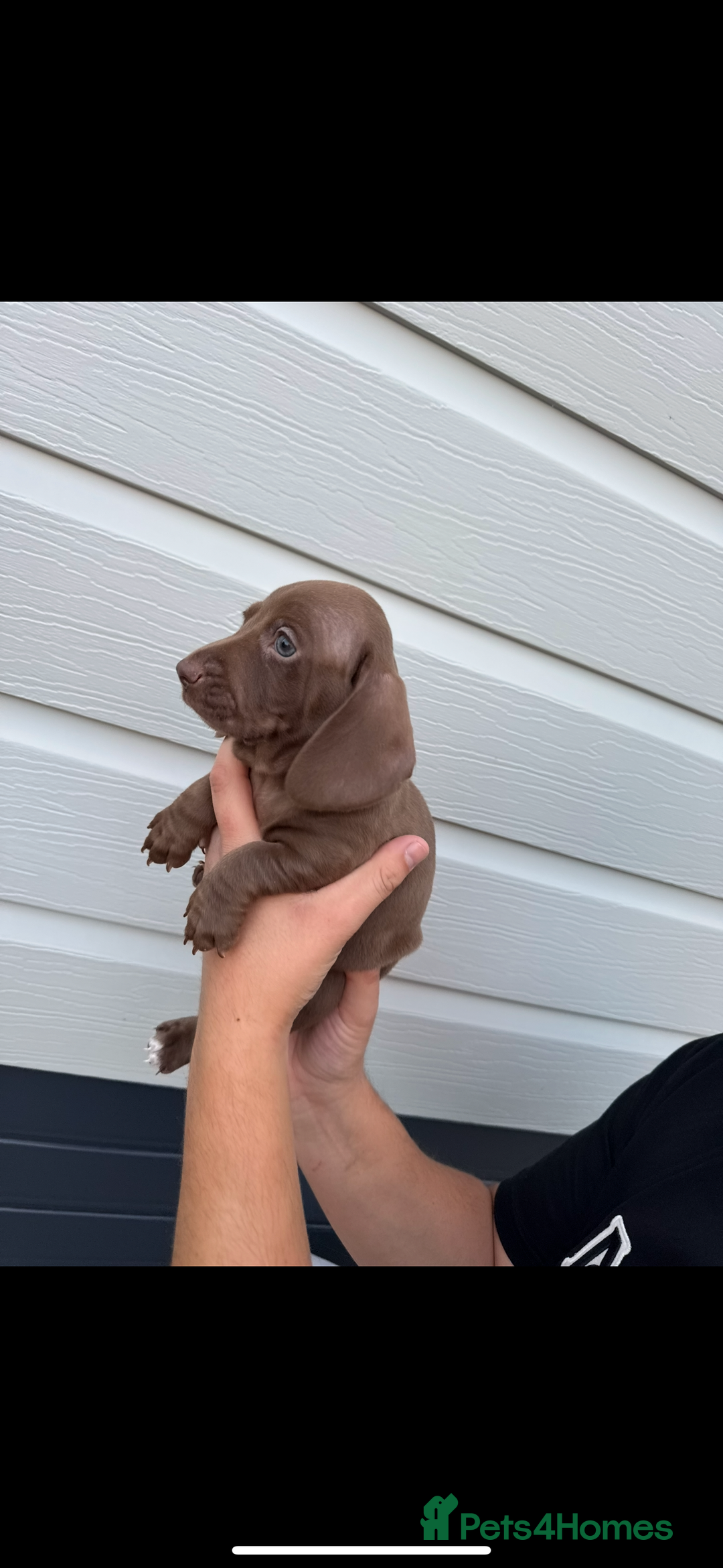 Miniature Dachshund dogs for sale: Miniature Dachsund Puppies (licensed breeder) - Image 4