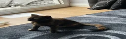 Mixed Breed cats for sale: Beautiful kitty for sale  - Advert 4
