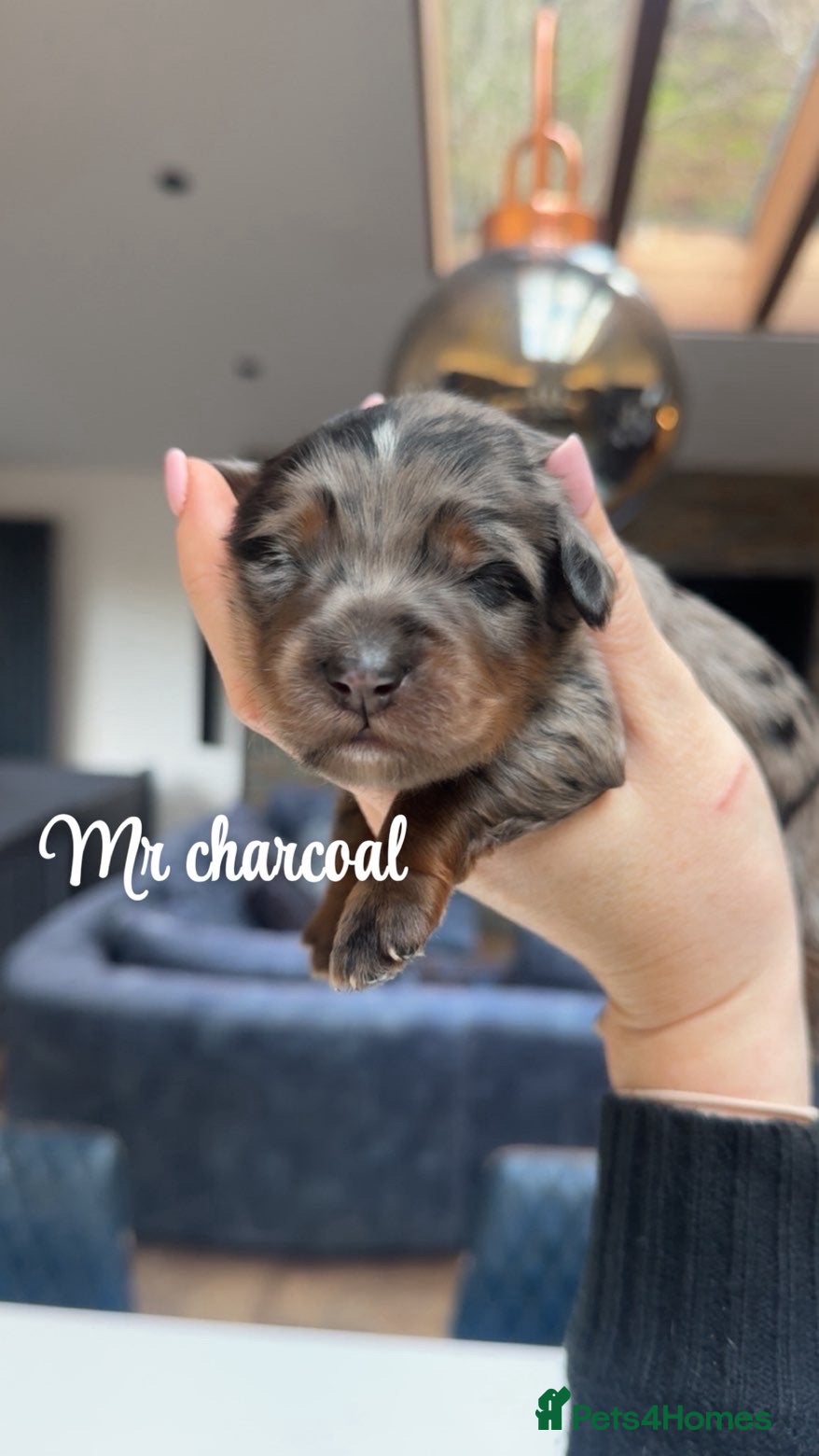 Bernedoodle dogs Merle, Black & Tan Outstanding Bernedoodle Puppies - Advert 1