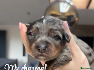 Bernedoodle dogs Merle, Black & Tan Outstanding Bernedoodle Puppies - Advert 1