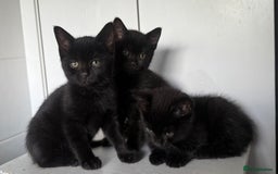 Mixed Breed cats for sale: 3 black British short haired x ragdoll kittens - Image 3