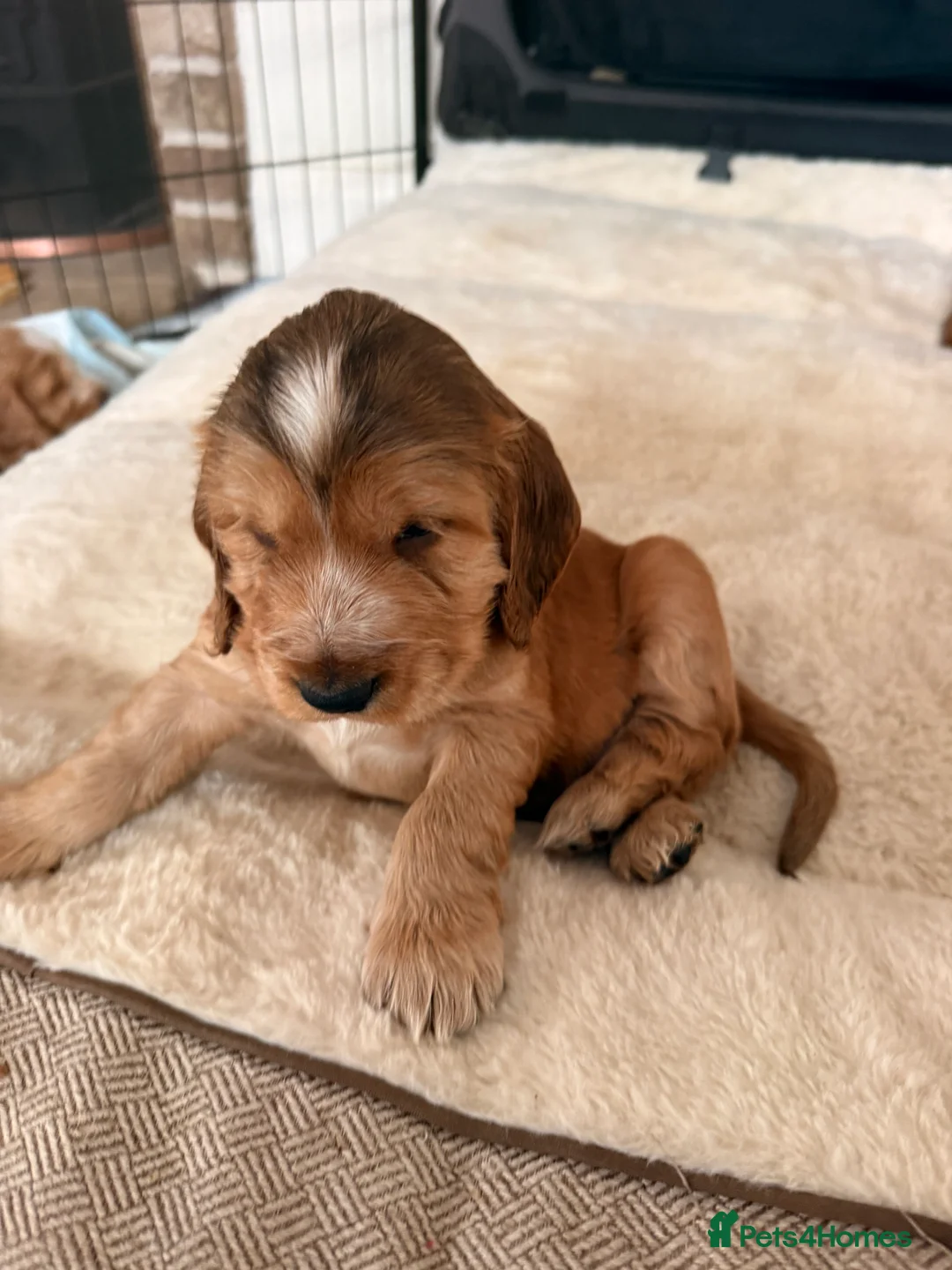 Cocker Spaniel dogs for sale: 5 Stunning Show Cocker Spaniel Pups  - Advert 11