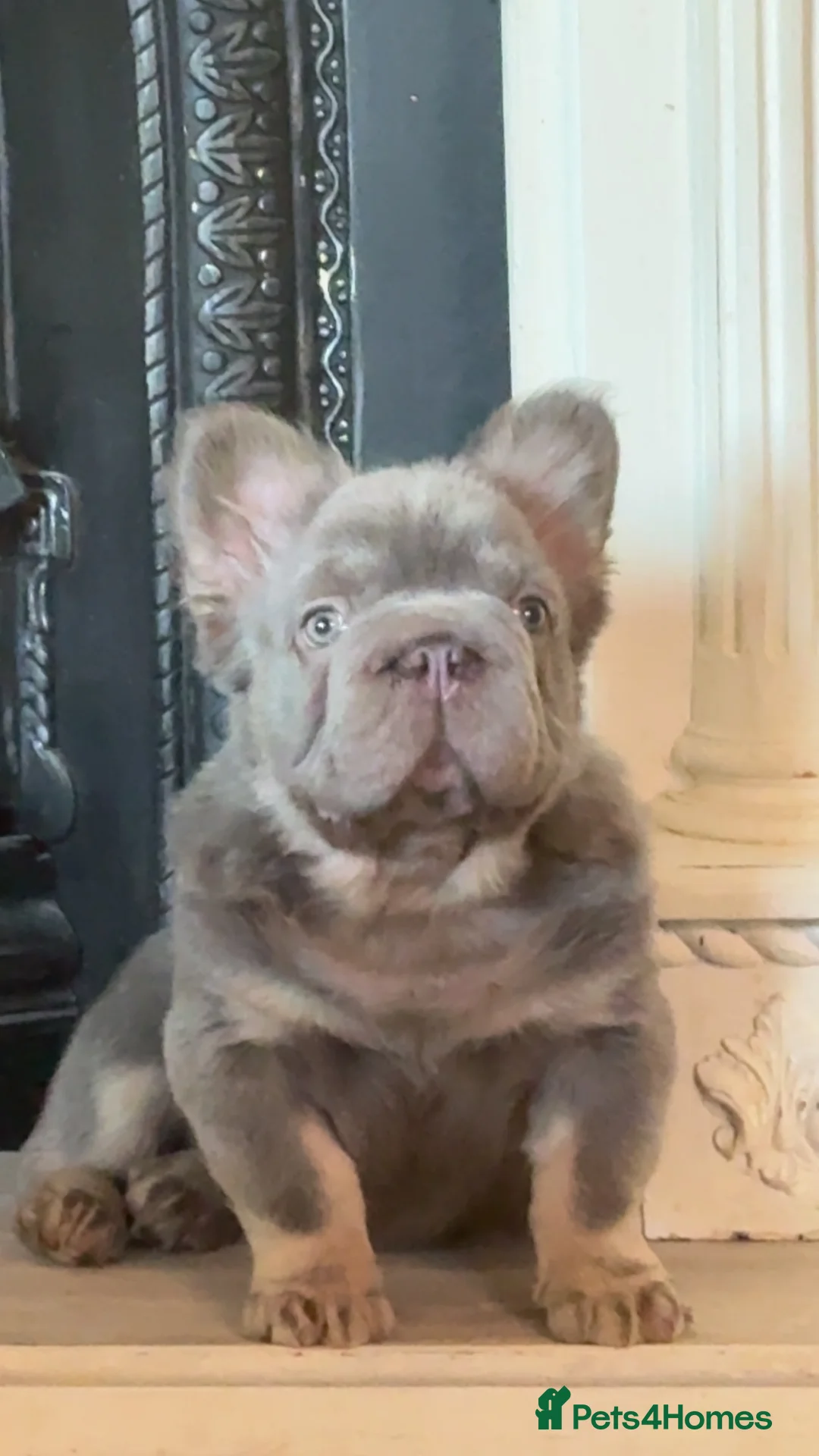 French Bulldog dogs for sale: Fluffy frenchie in Salford - Advert 4