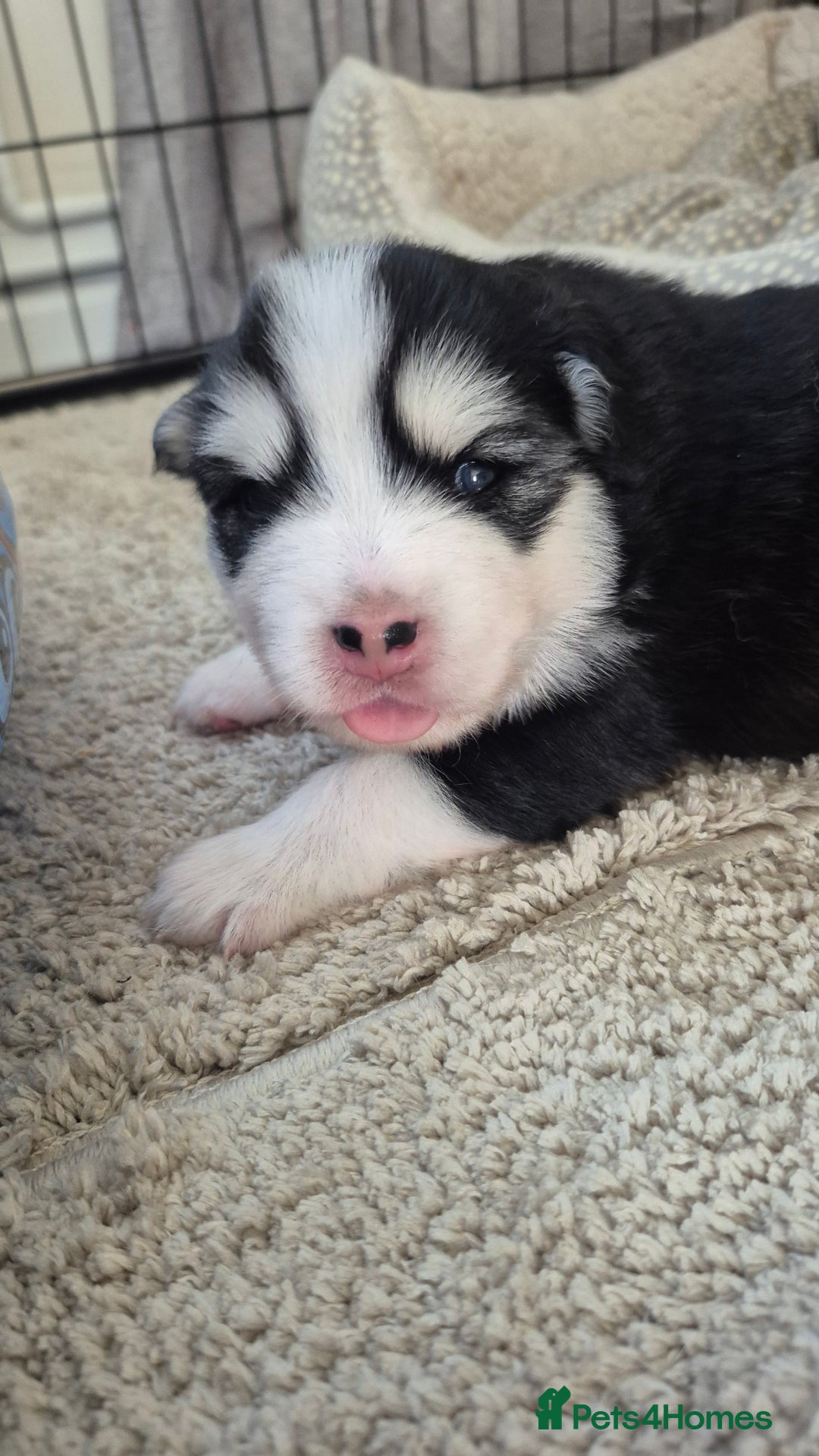 Pomsky dogs for sale: 🐾 New Year Pomsky Puppies – Mini Husky 🐾 - Advert 20