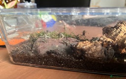 Frog reptiles for sale: Santa Isabel Dart Froglets For Sale - Image 3